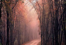 太阳主帅：杜兰特明天接受核磁共振检查，不会随队参加客场之旅.